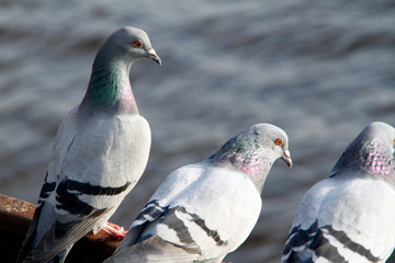 Pigeon, City pigeon, Wild pigeon, Vegesack, HS Bremen, Germany, Europe