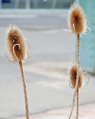 Stachelige Trockenpflanzen