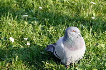 Pigeon, City pigeon, Wild pigeon, Vegesack, HS Bremen, Germany, Europe