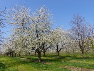 Fototapeta na wymiar Blühende Kirschbäume in der Ortenau
