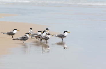 Commons terns on the beach, Byron Bay Australia