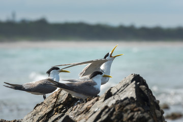 Commons terns on the beach, Byron Bay Australia
