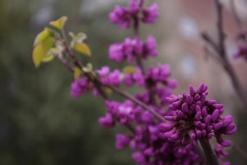 purple flowers of cercis, blooming branch of redbud 