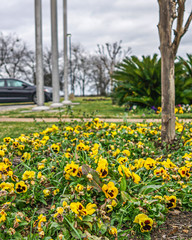  Yellow flowers in a parking lot.