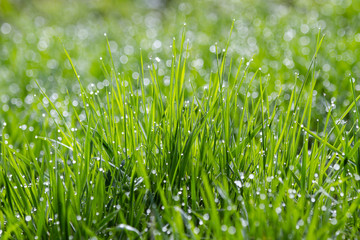 Morning dew on green grass . Sunny morning. Nature concept for design.  Bright natural bokeh. Small depth of field. Abstract nature background . Using of soft macro shoot . Horizontal background.