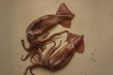 two sea squid on a wooden board