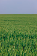 field of winter wheat on blue sky background. summer evening.