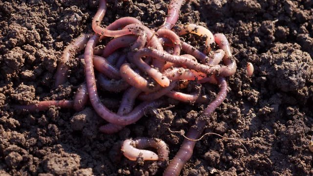 Earthworms in black soil of greenhouse. Macro Brandling, panfish, trout, tiger, red wiggler, Eisenia fetida. Garden compost and worms recycling plant waste into rich soil improver and fertilizer