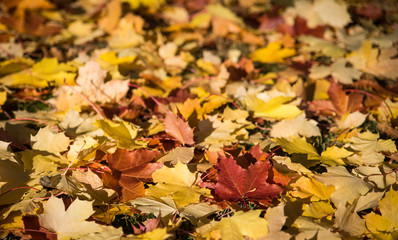 autumn leaves on ground