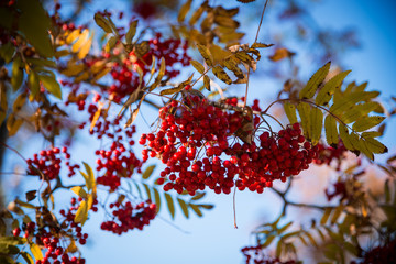 autumn leaves on blue sky background