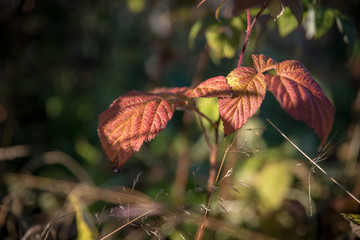 autumn leaves