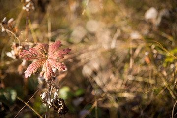 flowers in garden