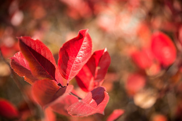 maple leaves in autumn