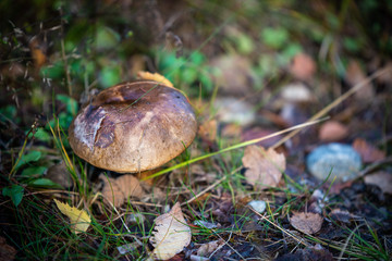 mushroom in forest