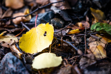 autumn leaves on green grass