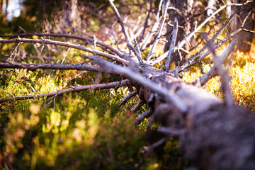 autumn leaves on tree