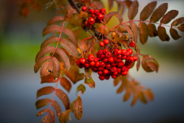 branch of tree with berries on white background