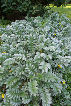 Silverweed - Potentilla anseria, also know as Argentina anserina