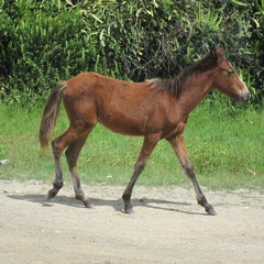 Baby horse