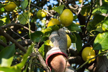 La raccolta del limone