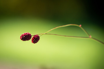 red bug on leaf