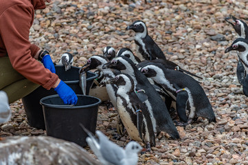 Obraz premium penguins being fed at the zoo