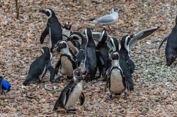 penguins being fed at the zoo