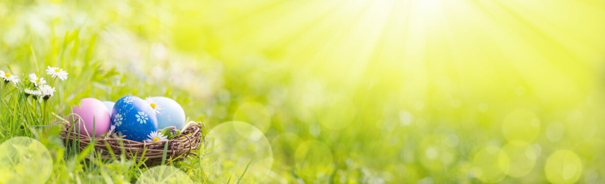 Nest with easter eggs in grass on a sunny spring day  -  Easter decoration, banner, panorama, background