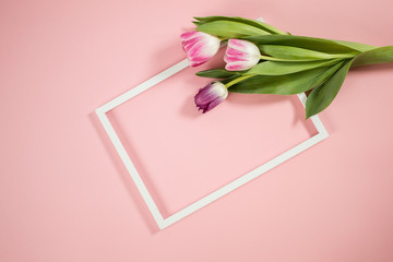 Spring background with tulips , frame and butterflies on the pink