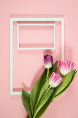 Fototapeta premium Spring background with tulips , frame on the pink background