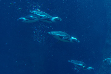 Fototapeta premium penguins diving underwater