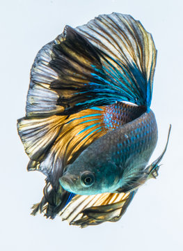 Portrait of a blue halfmoon betta fish