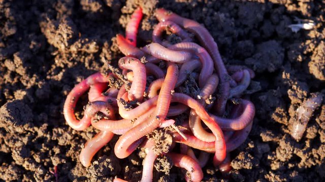 Earthworms in black soil of greenhouse. Macro Brandling, panfish, trout, tiger, red wiggler, Eisenia fetida. Garden compost and worms recycling plant waste into rich soil improver and fertilizer