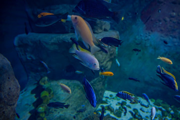 Naklejka na ściany i meble exotic fish in an aquarium
