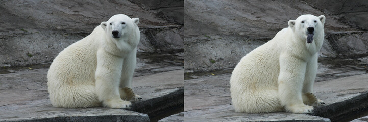 Collage of two photos. The polar bear stuck out his tongue. Before and after. Funny emotions in animals