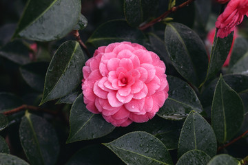Close up of beautiful pink full blossom of camellia japonica, rose form. Dark green leaves with...