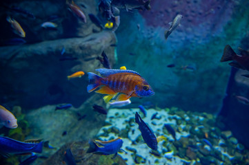 Fototapeta na wymiar exotic fish in an aquarium