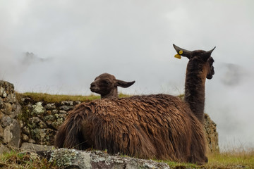 Fototapeta premium mother and puppy llama in Machu Picchu/Peru.
