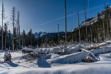 winter landscape with forest and rocky mountains