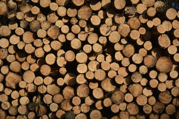 Tł0 — słoje drewna / Background wood texture