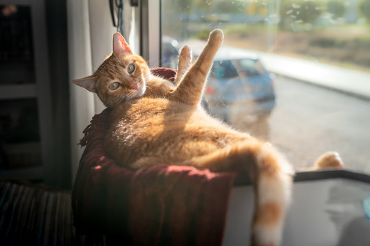 gato atigrado de ojos verdes acostado en una hamaca pegada a la ventana, apoya sus patas en el cristal y mira hacia atras