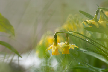 narcissus blossoms_morning dew_soft focus_ornate photography_by jziprian
