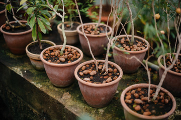 .Tropical plants in pots. Greenhouse, seedlings. Tropics