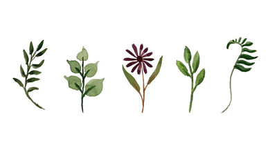 Set of garden leaves. Botanical hand-drawn watercolor illustration. Design for postcard, invitation, wedding, packaging, fabrics, textiles, wallpapers website