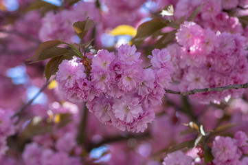 Prunus serrulata Japanese cherry tree double flower cultivation called sakura or taihaku in bloom, flowering oriental cherry