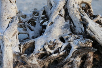Driftwood on the beach petrified wood