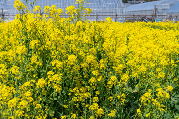 満開の菜の花