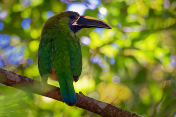 Emerald Toucanet - Aulacorhynchus prasinus near-passerine bird in the Ramphastidae family occurring in mountainous regions of Mexico and Central America