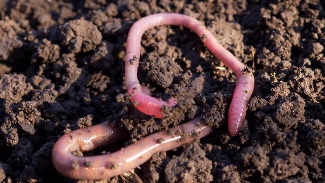 Earthworms in black soil of greenhouse. Macro Brandling, panfish, trout, tiger, red wiggler, Eisenia fetida. Garden compost and worms recycling plant waste into rich soil improver and fertilizer