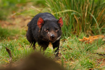 Tasmanian Devil - Sarcophilus harrisii carnivorous marsupial family Dasyuridae, native to mainland Australia and Tasmania, size of a small dog, it became the largest carnivorous marsupial